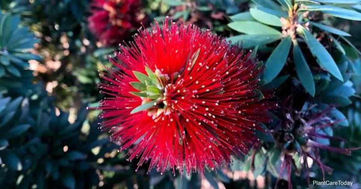 Little John Bottlebrush Growing The Callistemon Citrinus 