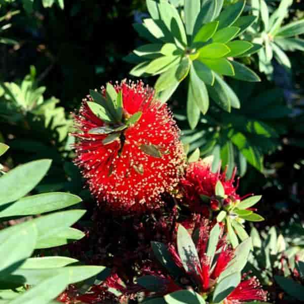 The Plant Hub - SLIM™ as the name suggests is a narrow growing native 'Bottle  Brush' shrub ideal for planting in small confined gardens or for those  wanting a great screening plant