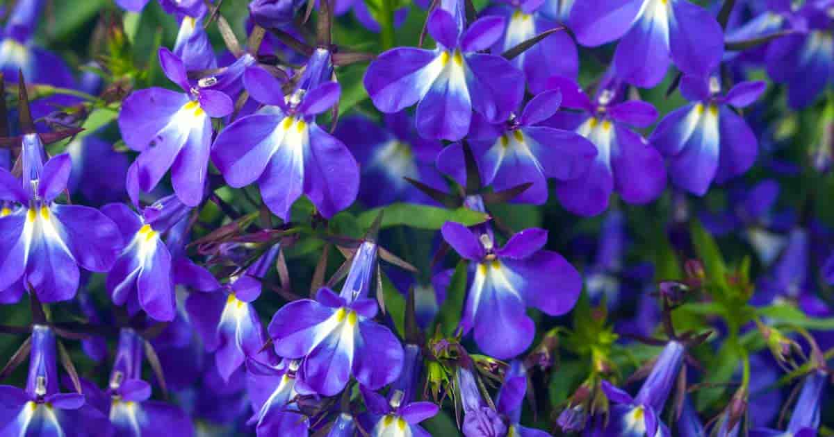 the "blue" of Lobelia Flowers