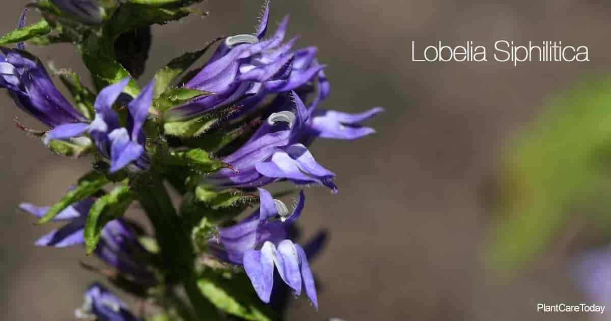 Flowers up close of Great Blue Lobelia (Lobelia Siphilitica)