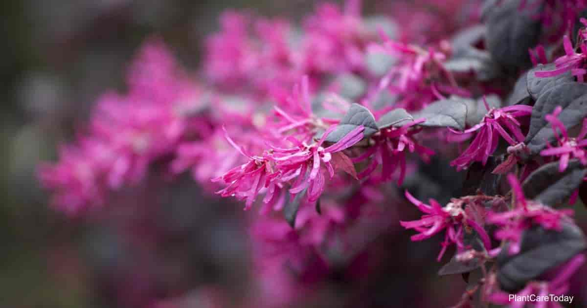 Loropetalum Chinense Care How To Grow Chinese Fringe Flowers