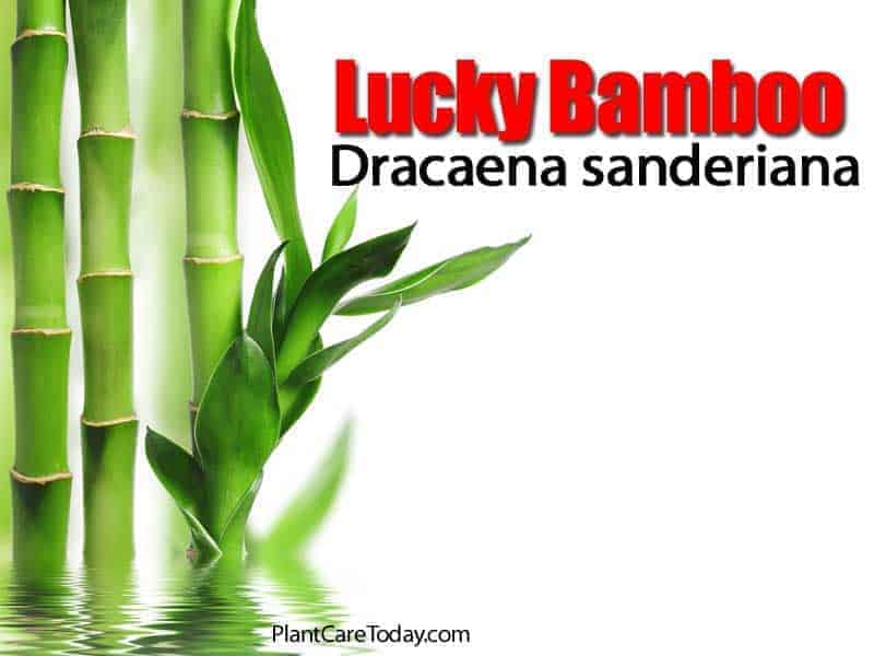 lucky bamboo - Dracaena sanderiana