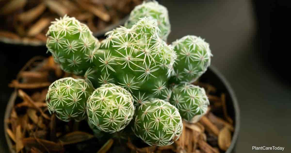 Mammillaria Gracilis Care Learn Tips On Growing Thimble Cactus