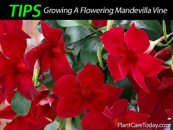 Flowers on a Mandevilla vine