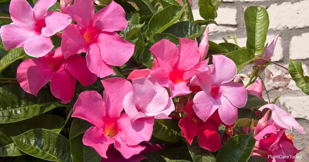 Is The Mandevilla Plant Poisonous Or Toxic Plant Care Today