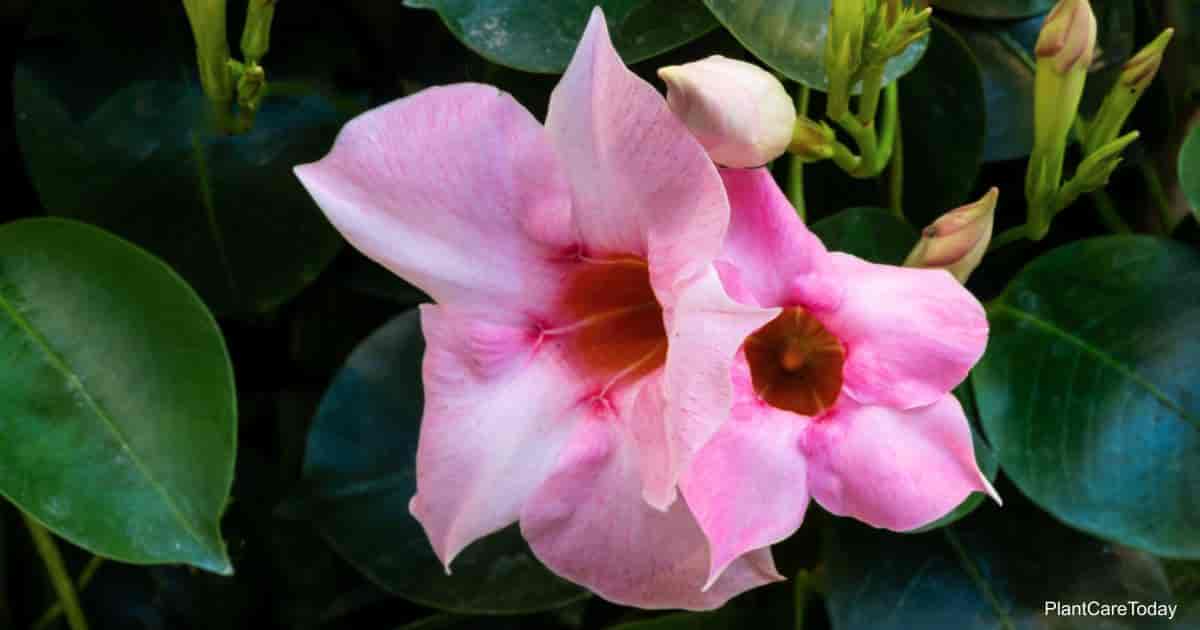 Why Are My Mandevilla Leaves Turning Yellow why-are-my-mandevilla-leaves-turning-yellow