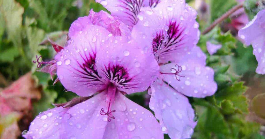 Gotas de agua sobre la flor de geranio de Martha Washington