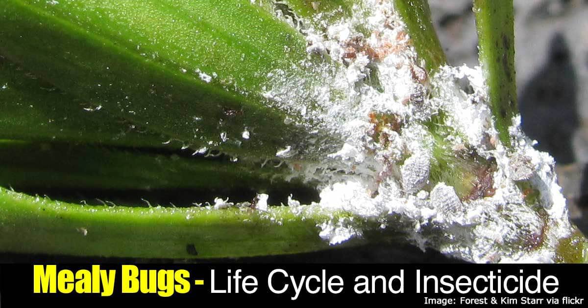 Mealybug feeding on leaves