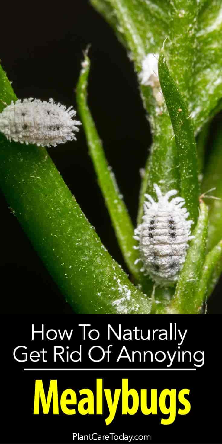 bugs mealy mealybugs kill control plantcaretoday plants rid mealybug plant insects pests guide table annoying insecticide contents soft them beetles