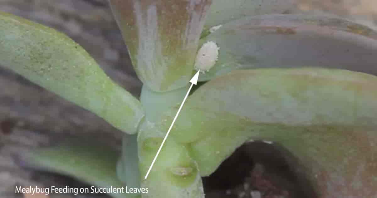 How To Get Rid Of Mealybugs On Succulents Guide