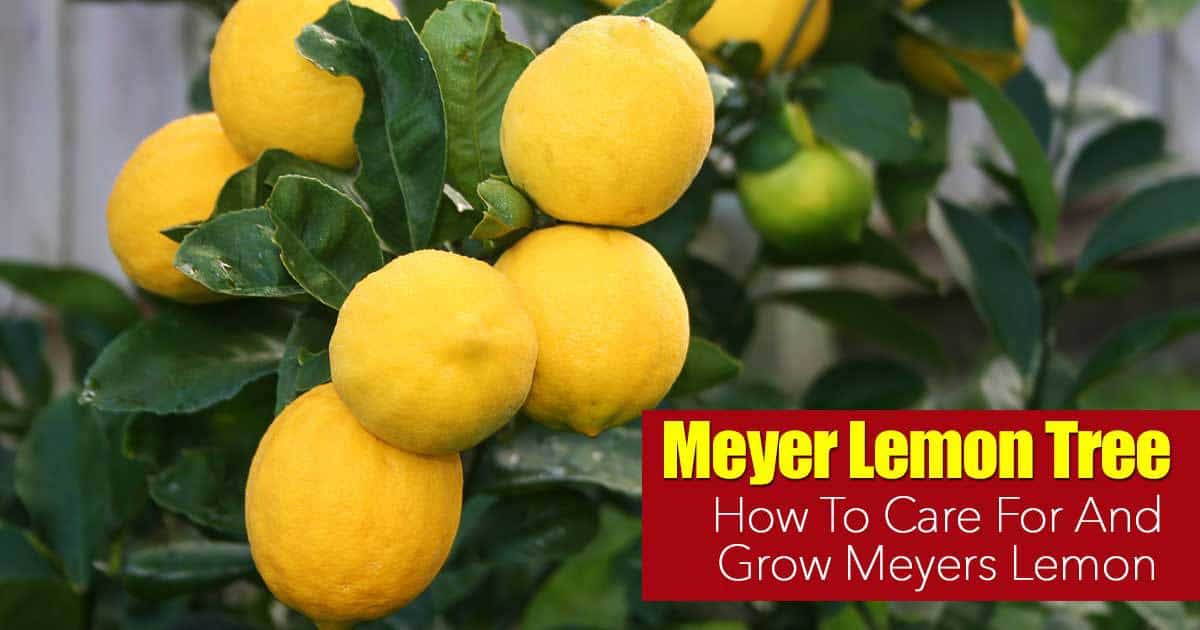 Meyer Lemon Tree Care: How To Grow Meyers Lemon