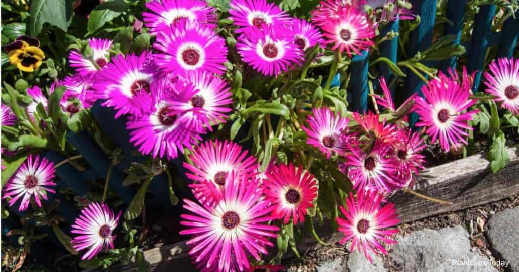 Mesembryanthemum - The beautiful Mid Day Flower