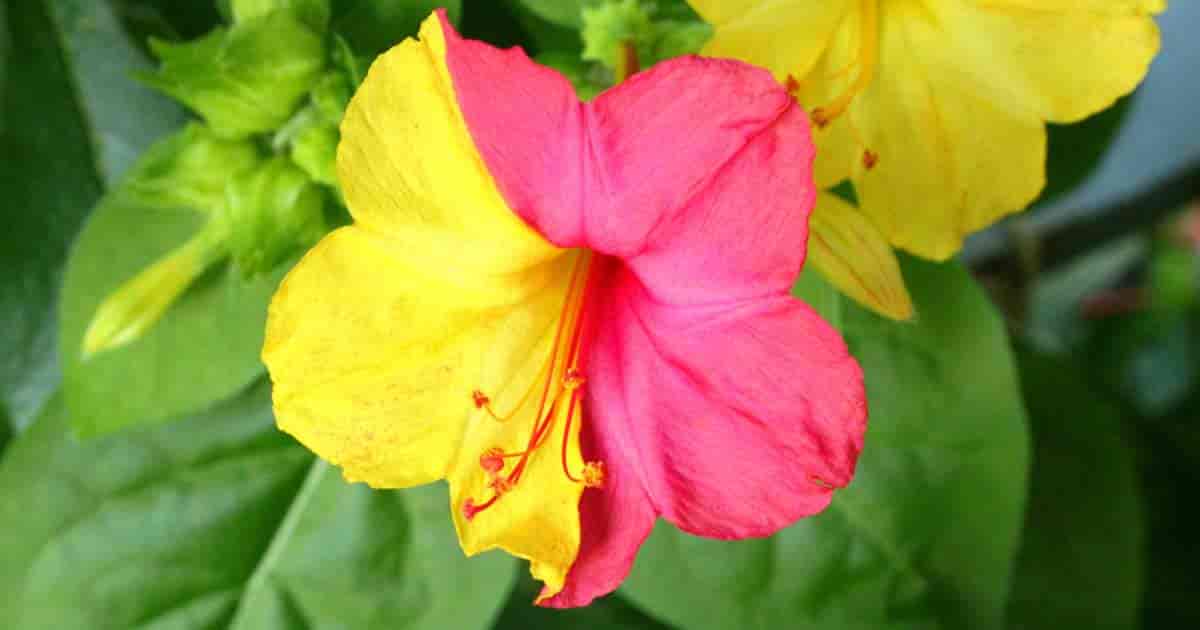 Mirabilis Jalapa Care Learn Tips On Growing 4 O Clock Flowers Plant