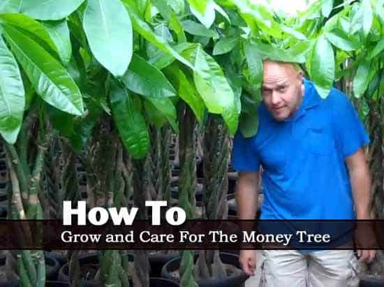 money tree plants growing in the greenhouse