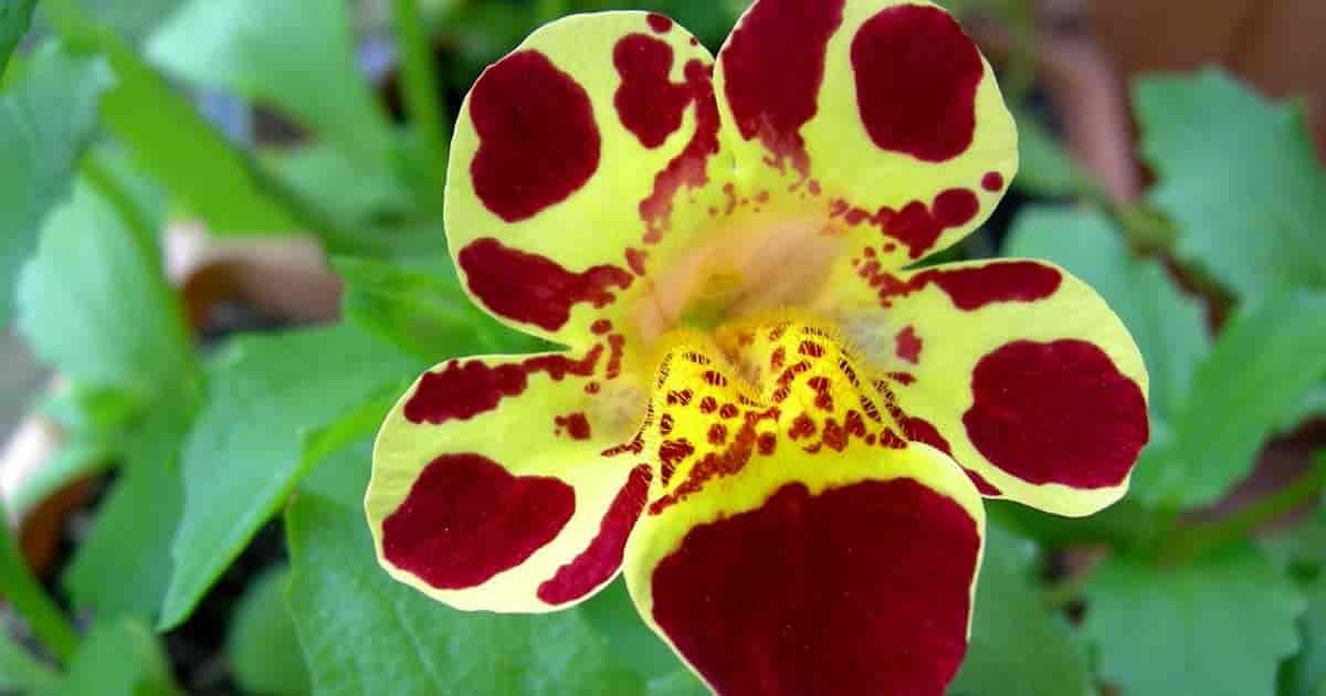 Mimulus Monkey flower hybrid