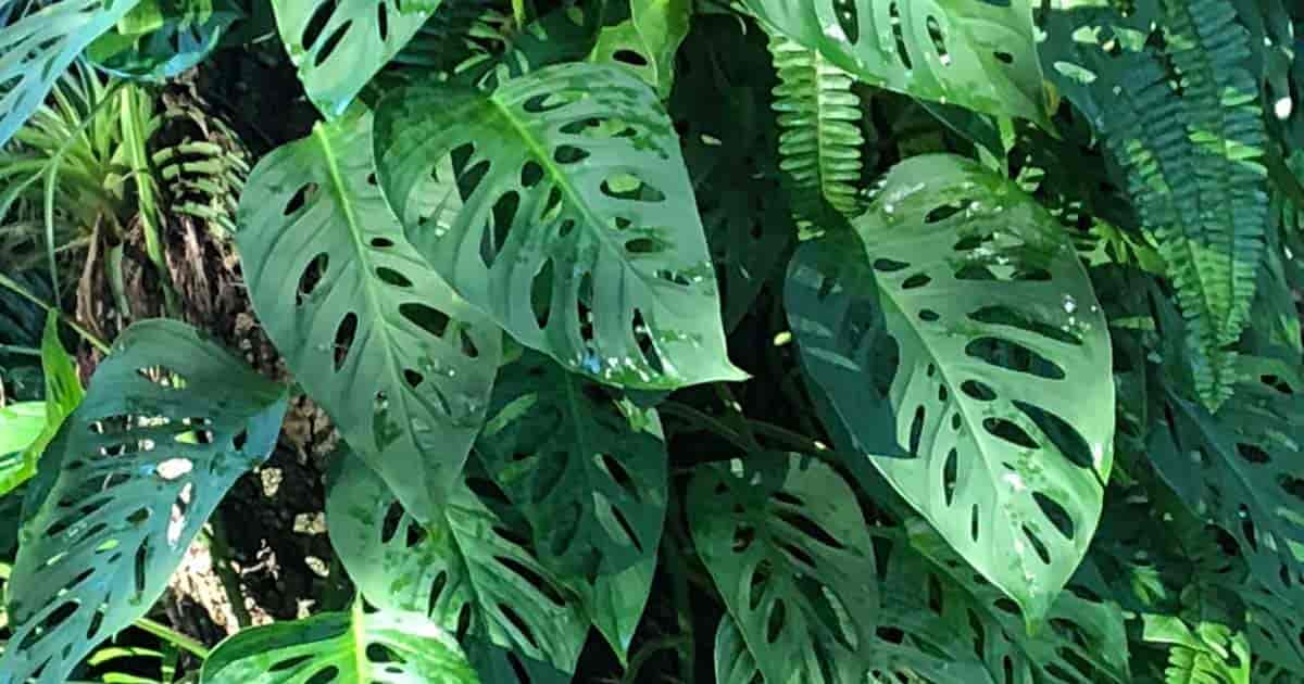 Monstera Adansonii Care: Growing Monstera Friedrichsthalii Plant