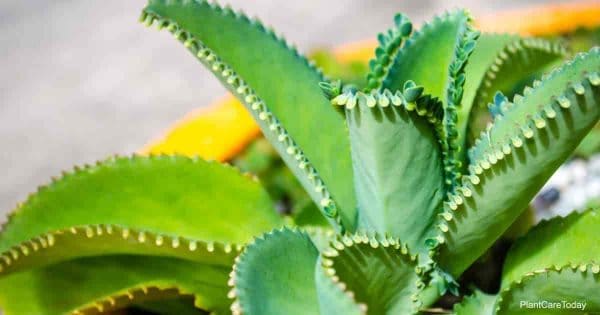 The mother of thousands plant with all of its babies