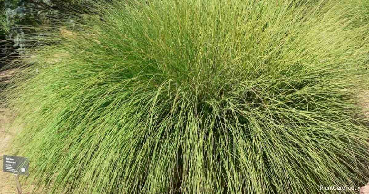 deer grass (Muhlenbergia Rigens)