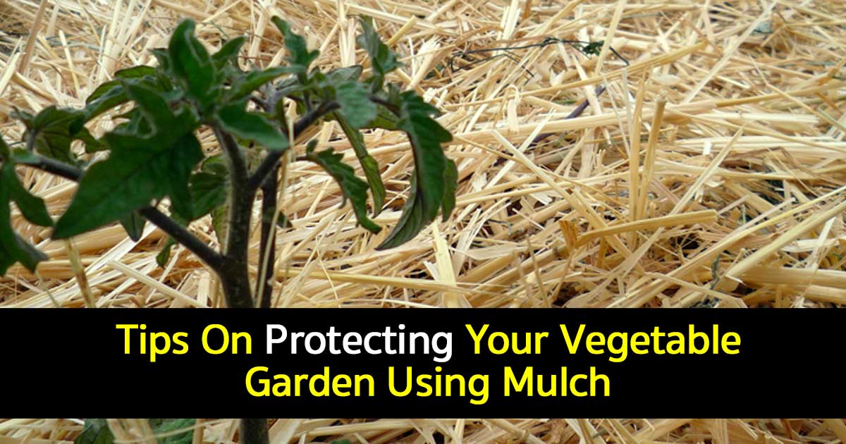 Vegetable Garden Mulch: How To Use Mulch In The Garden