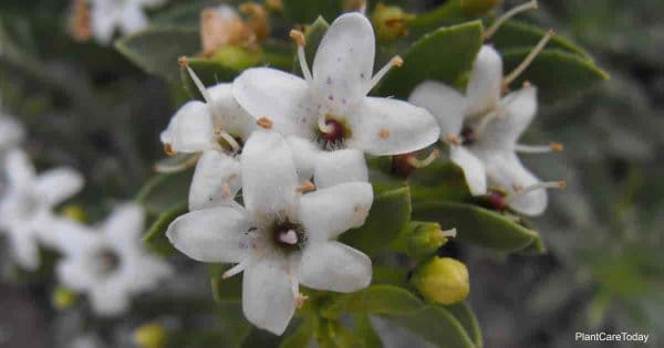 Flowering Myoporum parvifolium plant