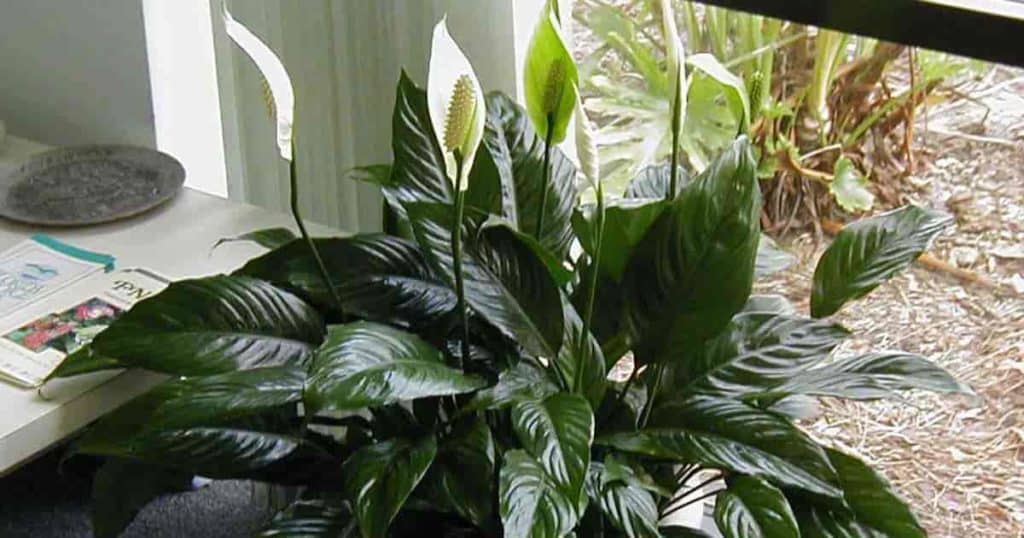 Peace lily a NASA clean air plant