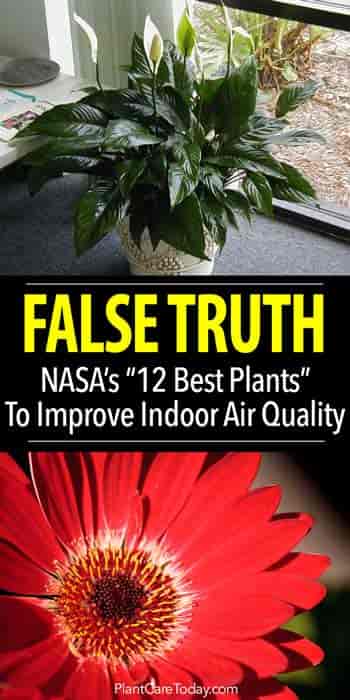 Nasa deals approved houseplants