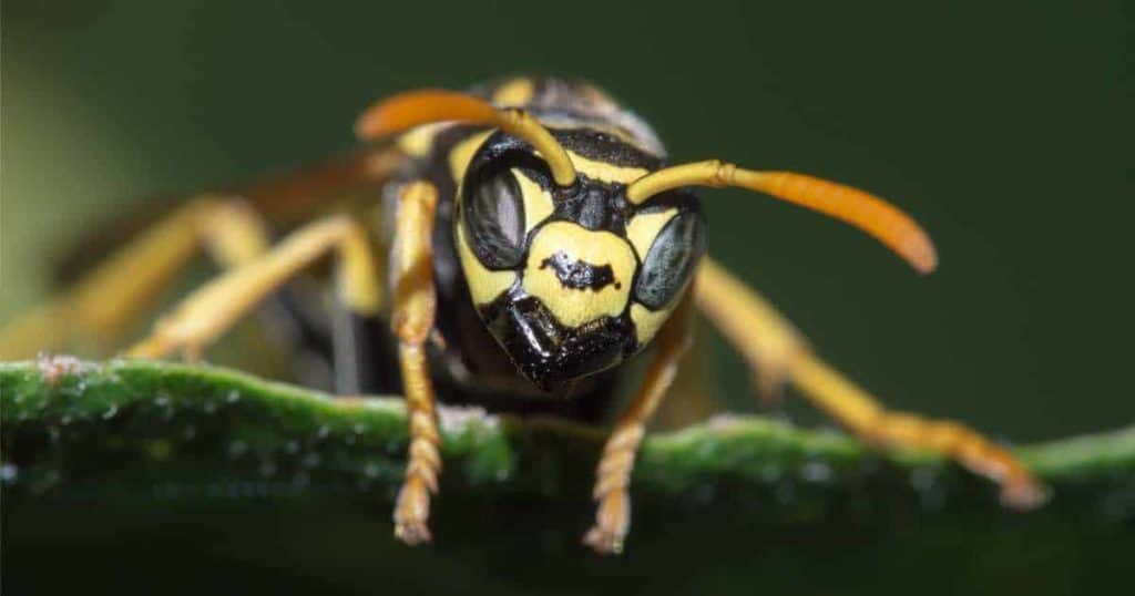 get rid of wasp naturally a close up of a wasp