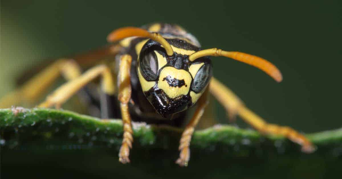 55 Top Photos How To Get Rid Of Bees In My Backyard : 7 Ways to Get Rid of Wasps ~ Bless My Weeds