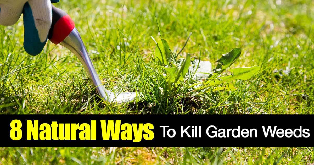 Natural Way To Get Rid Of Weeds In Garden Garden Likes 