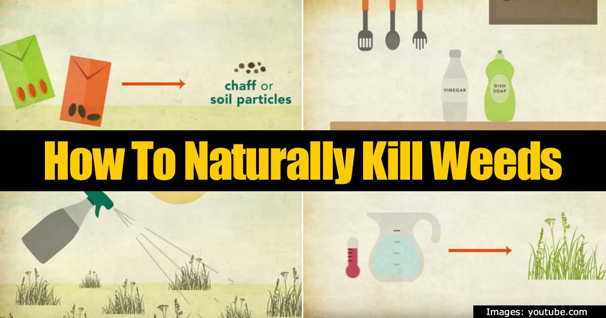 Garden Weeds 8 Ways On Killing Weeds Naturally How To 