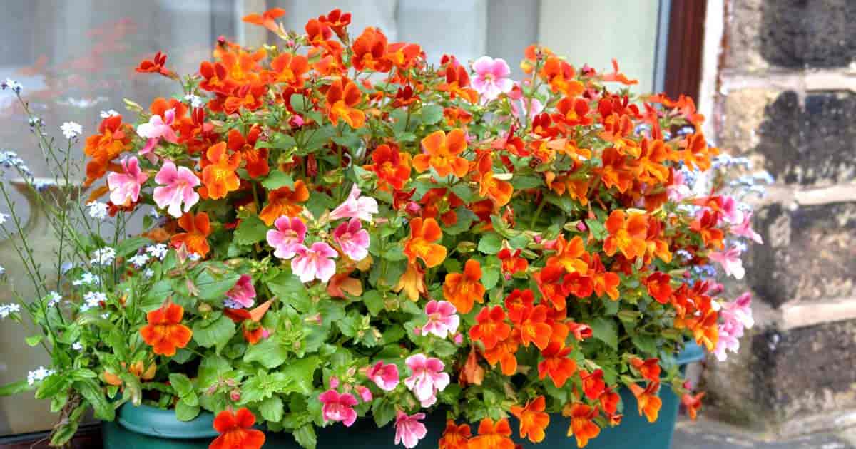  Nemesa en fleurs dans une boîte de fenêtre 