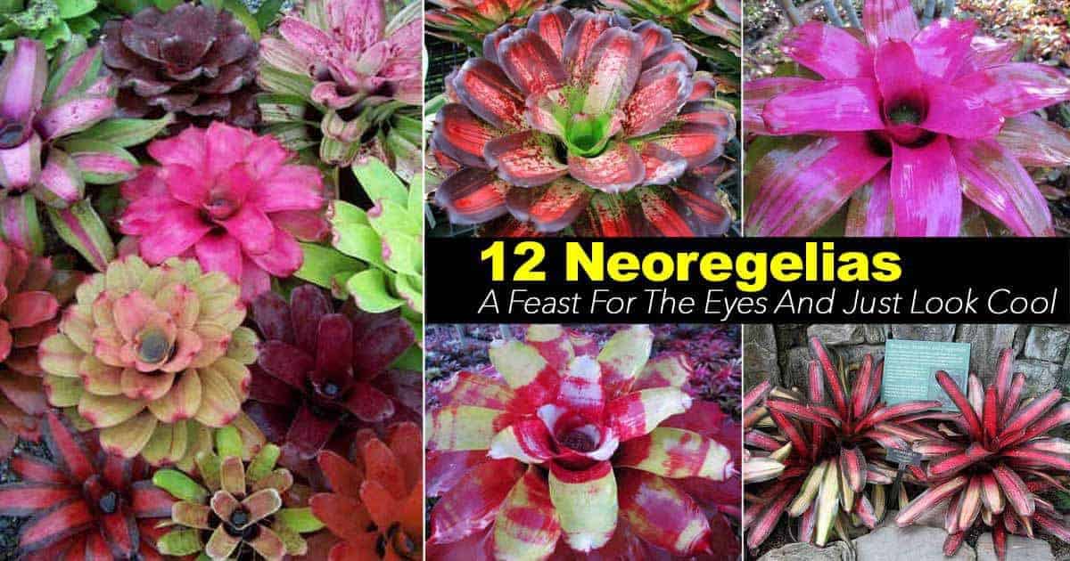 Neoregelia Care: 17 Tips For Growing The Neoregelia Bromeliad