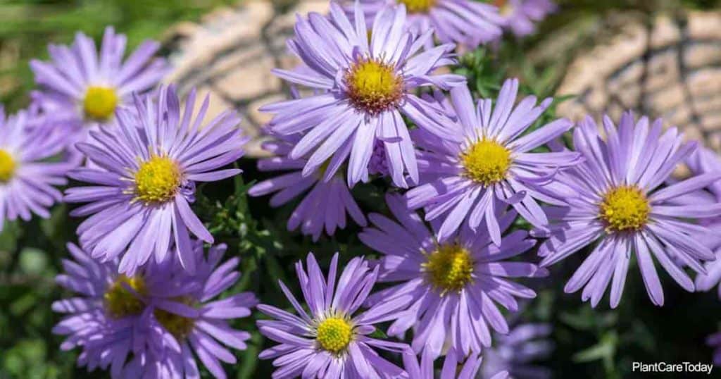 Vakre blomster av New England Aster Plant - Aster Novae-Angliae 