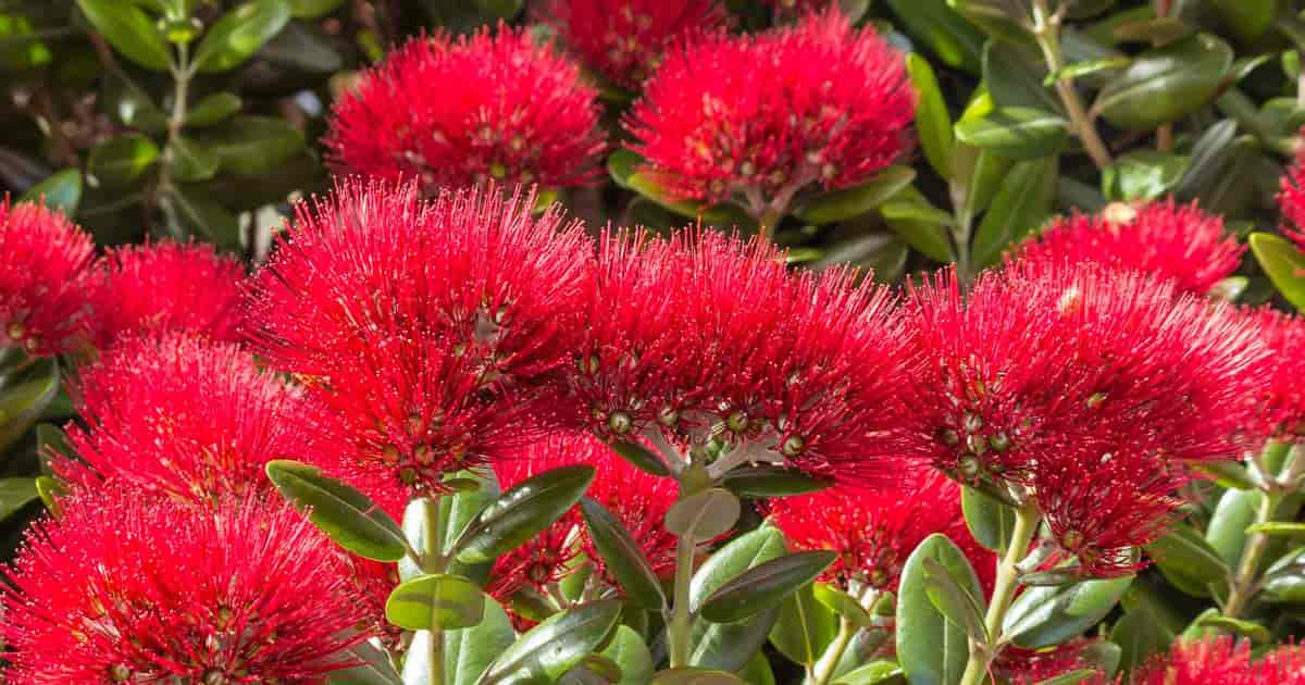 New Zealand Christmas Tree Metrosideros Growing and Care (Pohutukawa)