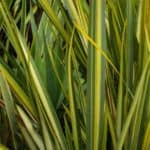 Flax (New Zealand) Care: Growing the Sword-Like Phormium