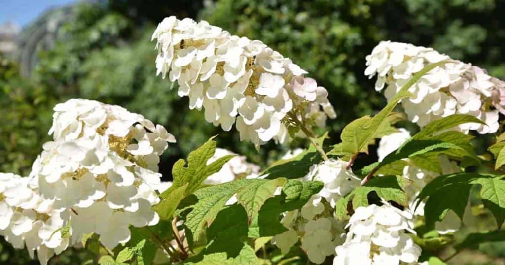 Hydrangea oakleaf flowers