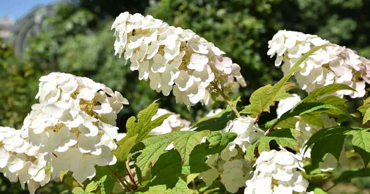 are hydrangea plants poisonous to dogs and cats