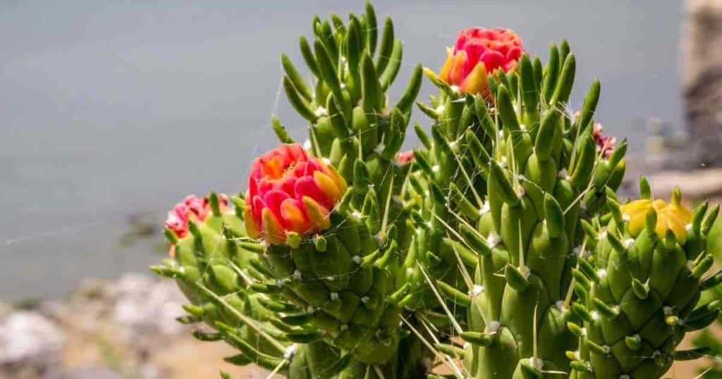 Austrocylindropuntia subulata with flowers