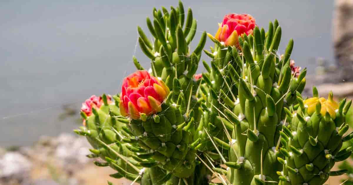 Opuntia Subulata 6 inch cutting Austrocylindropuntia subulata - Eve's ...