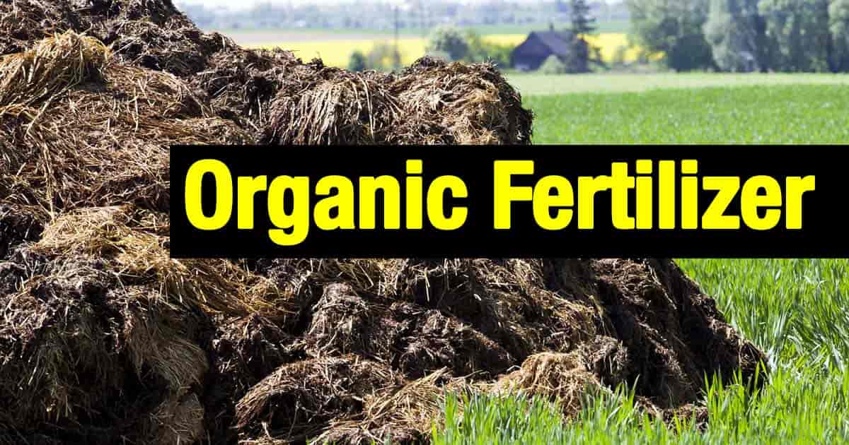 Organic Fertilizer