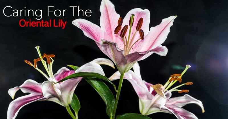 Oriental Lily Care Learn To Grow The Tough, Fragrant