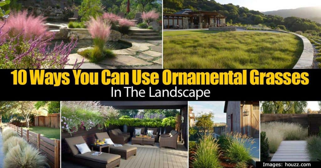 assorted ornamental grasses