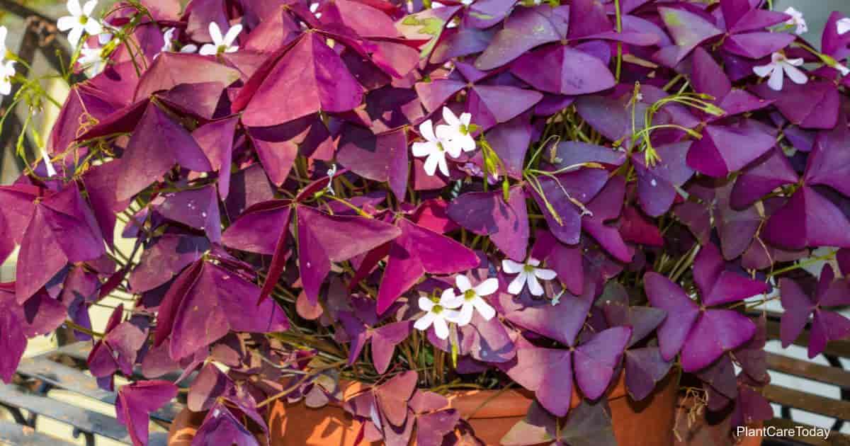 Oxalis Triangularis Wood Sorrel (Purple Shamrock) Bulbs - Not Plant - US Seller Dynamitedeals35