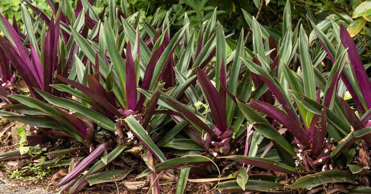 Tradescantia Oyster plants with white blooms