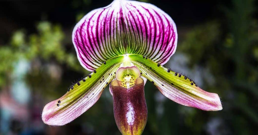 Orchid Paphiopedilum flower