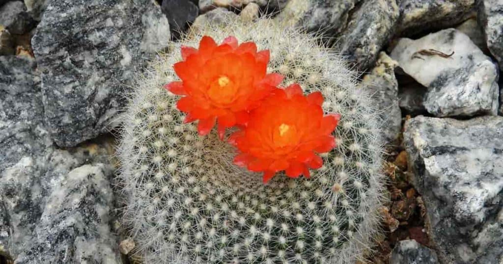ball cactus (Parodia) in bloom
