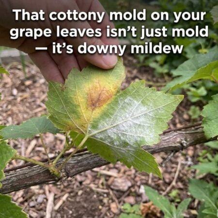 That cottony mold on your grape leaves isn't just mold - it's downy mildew