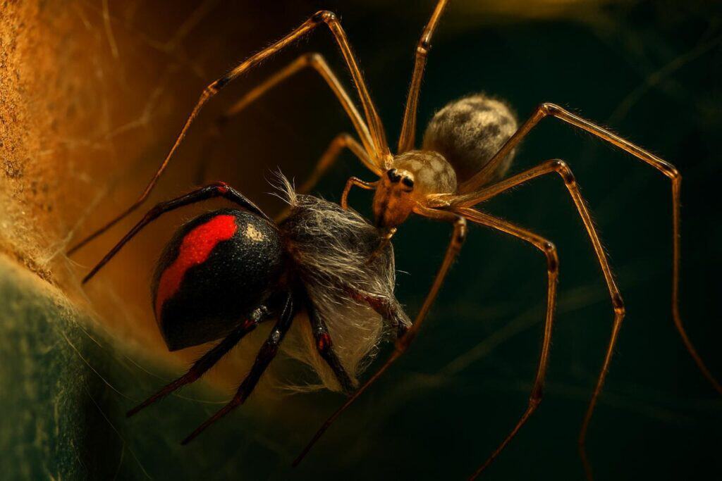 A cellar spider wrapping a redback spider in silk inside a dimly lit garage corner web
