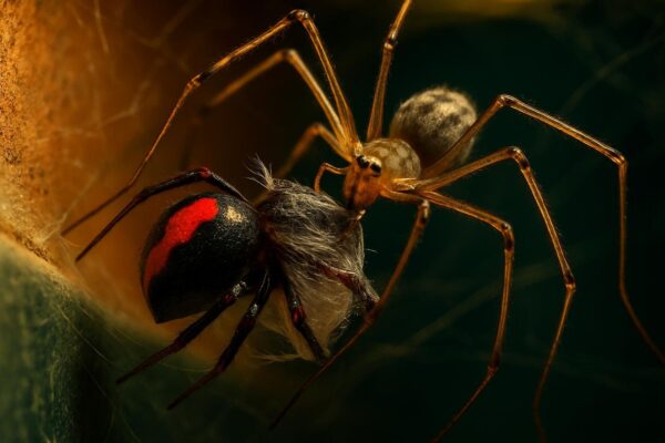 A cellar spider wrapping a redback spider in silk inside a dimly lit garage corner web