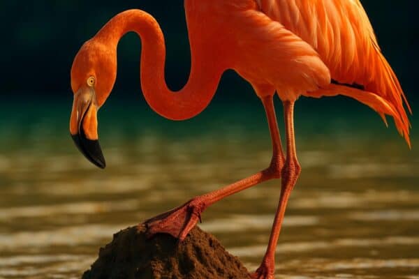 A single American flamingo standing in shallow Florida Bay water near a cone-shaped mud mound nest at the waterline.